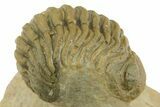 Morocops Trilobite With Gerastos - Ofaten, Morocco #381665-3